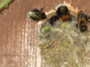 Tree bees in the bird box