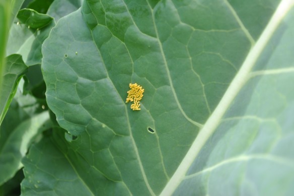 Cabbage White eggs on the brassicas