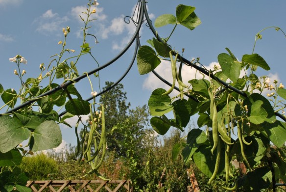 Runner beans on the arches