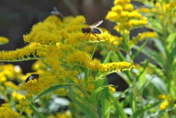 Insects on goldenrod